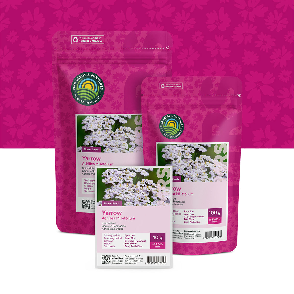 Achillée millefeuille – Achillea millefolium