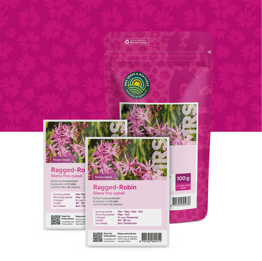 Lychnis fleur de coucou – Silene flos-cuculi