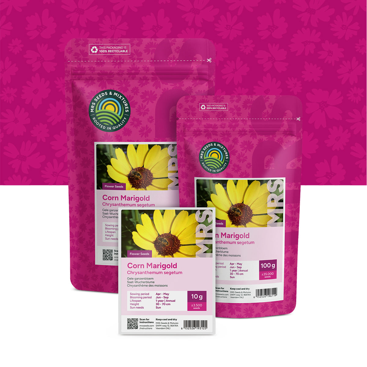 Chrysanthème des Moissons – Chrysanthemum segetum