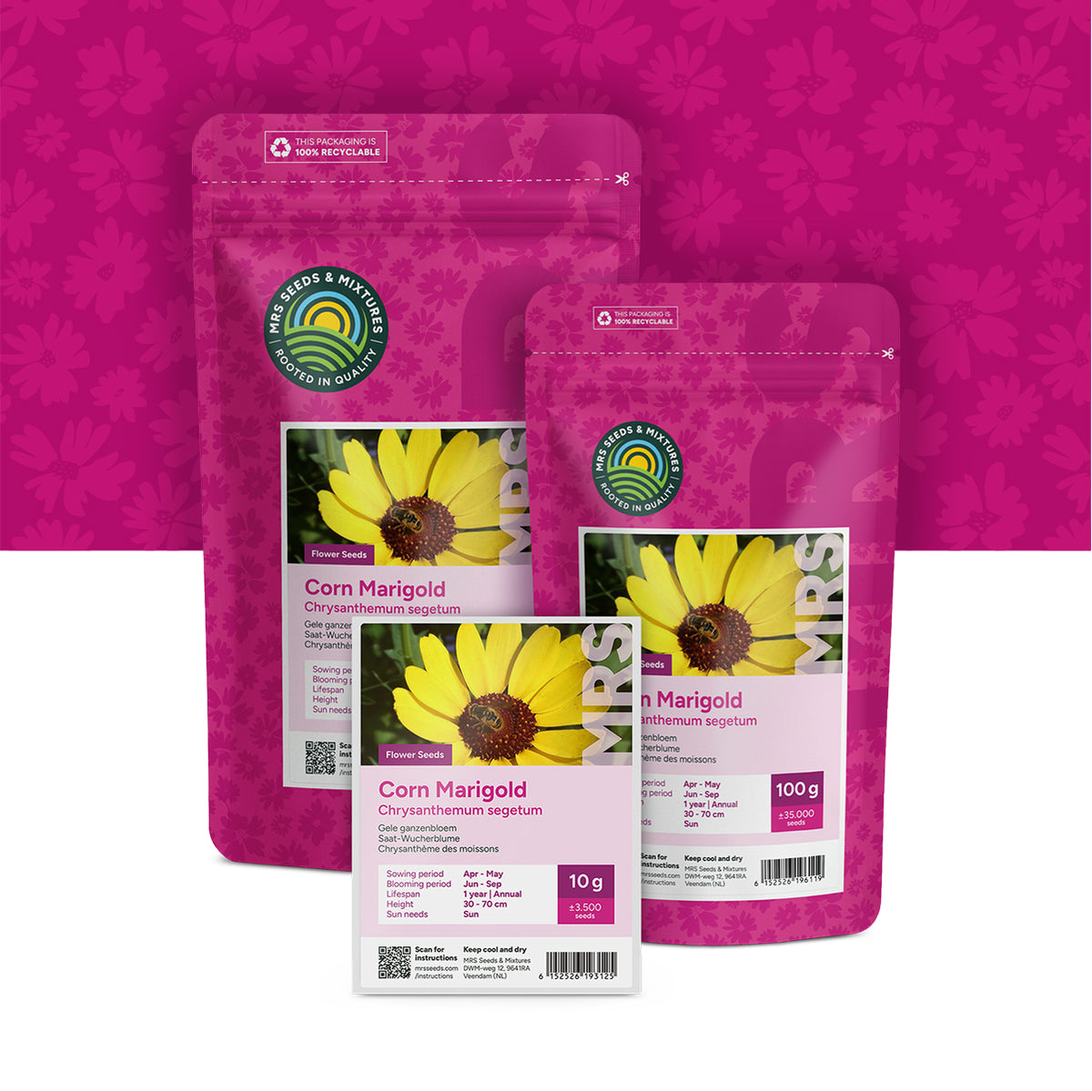 Chrysanthème des Moissons – Chrysanthemum segetum