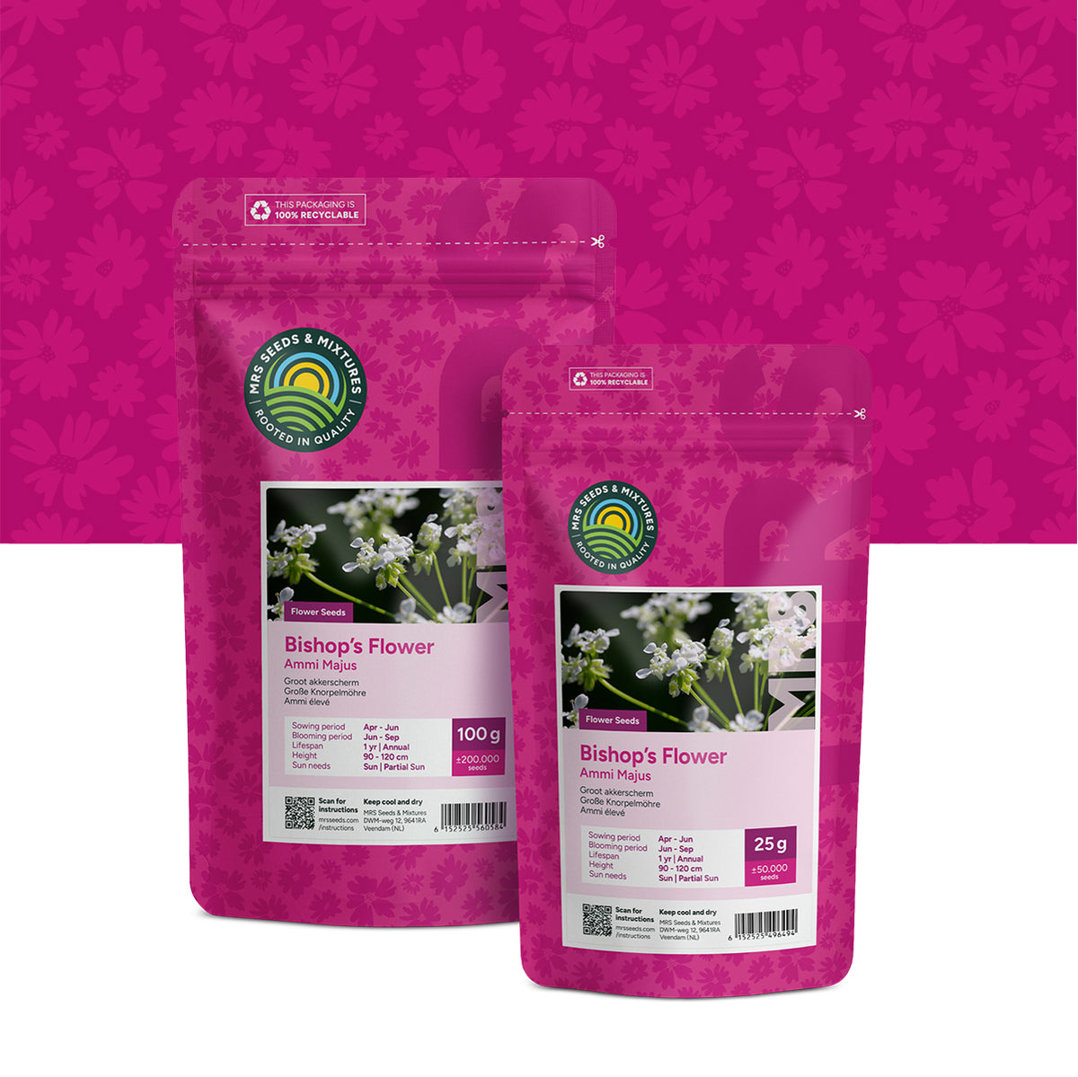 Ammi élevé – Ammi majus
