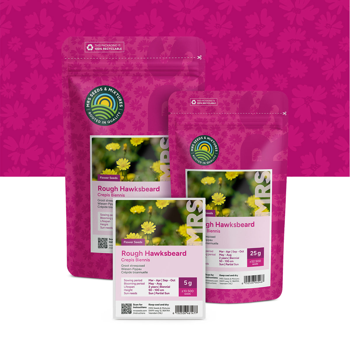 Crépide Bisannuelle – Crepis biennis
