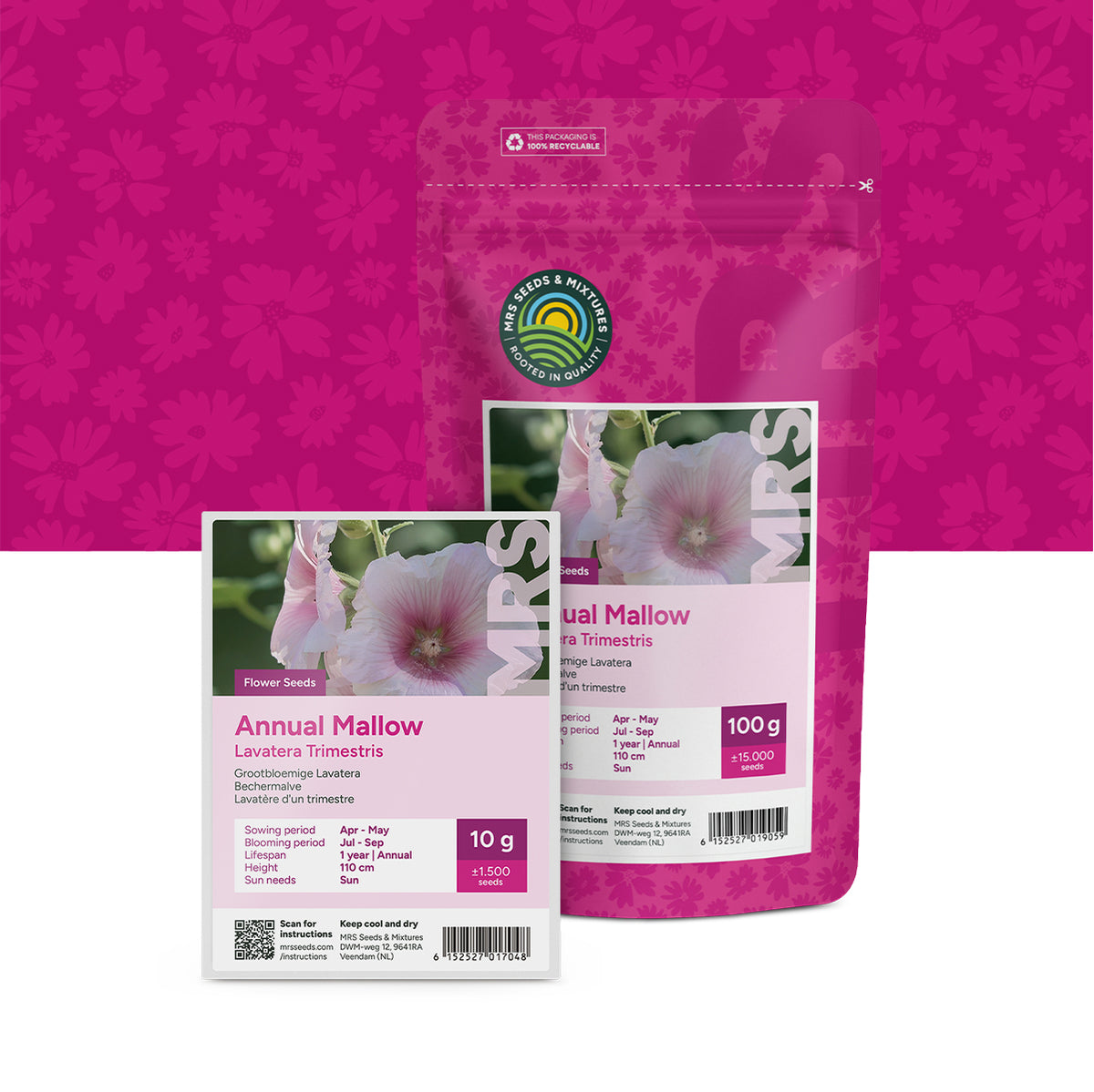 Lavatère d'un trimestre – Lavatera trimestris
