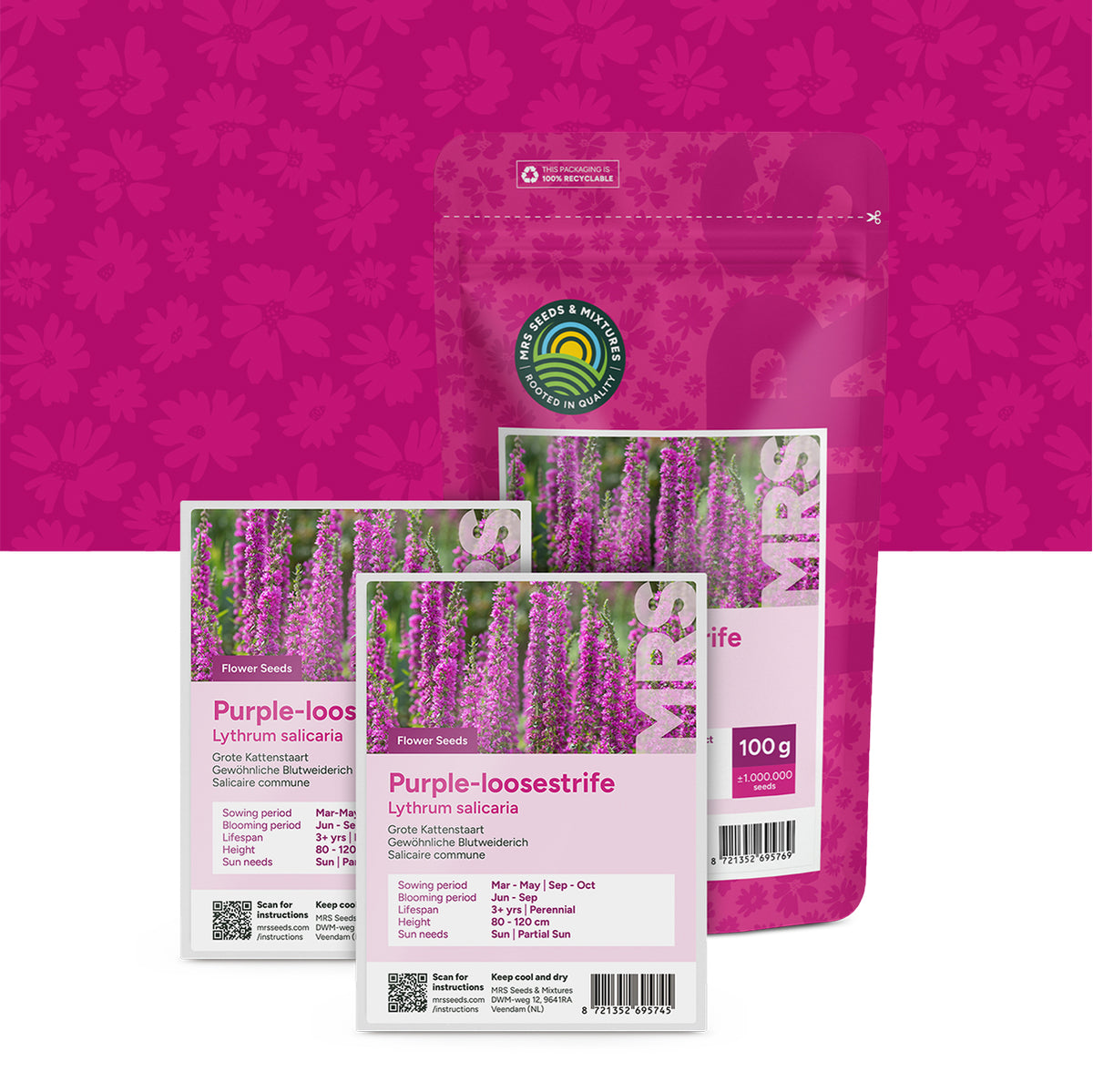 Salicaire commune – Lythrum salicaria