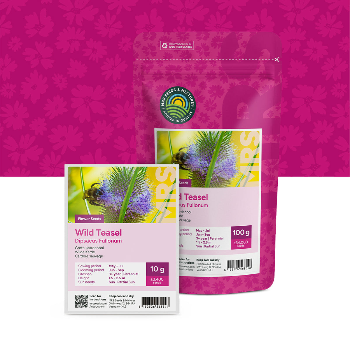 Cardère Sauvage – Dipsacus fullonum