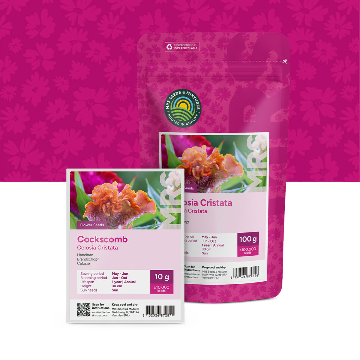 Célosie – Celosia cristata 'Nana' mixte