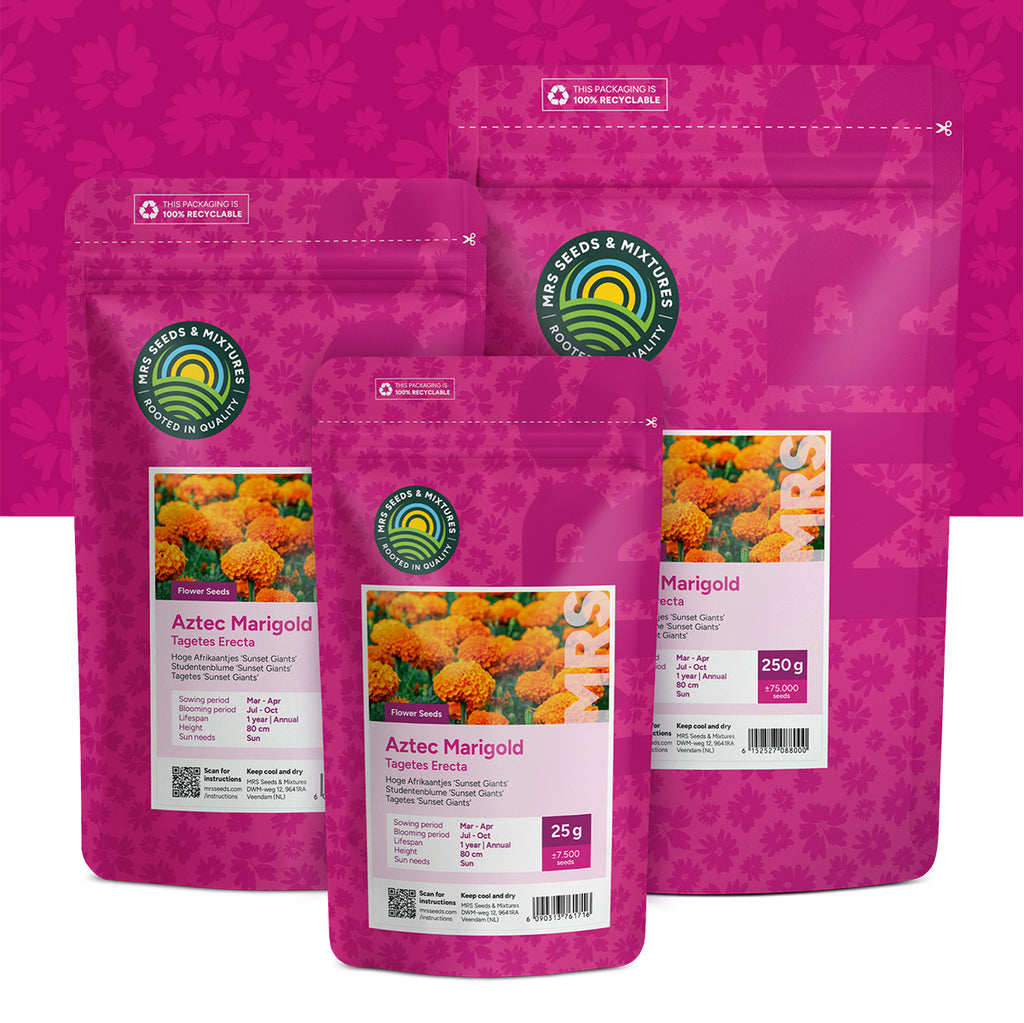 Tagetes – 'Sunset Giants'