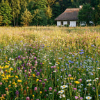 Backyard Bloom – Mélange de gazon fleuri indigène