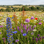 Joyfields Prairie fleurie régionale France - Zone Massif Armoricain [fr]