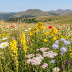 Joyfields Prairie fleurie régionale France - Zone Massif Central [fr]