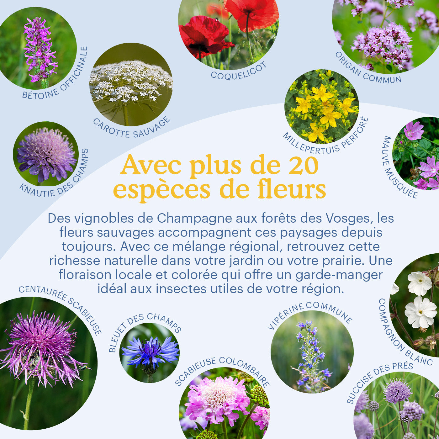 Joyfields Prairie fleurie régionale France - Zone Nord-Est [fr]