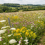 Joyfields Prairie fleurie régionale France - Zone Nord-Est [fr]