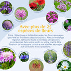Joyfields Prairie fleurie régionale France - Zone Pyrénées [fr]