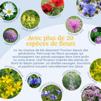 Joyfields Prairie fleurie régionale France - Zone Bassin Parisien Nord [fr]