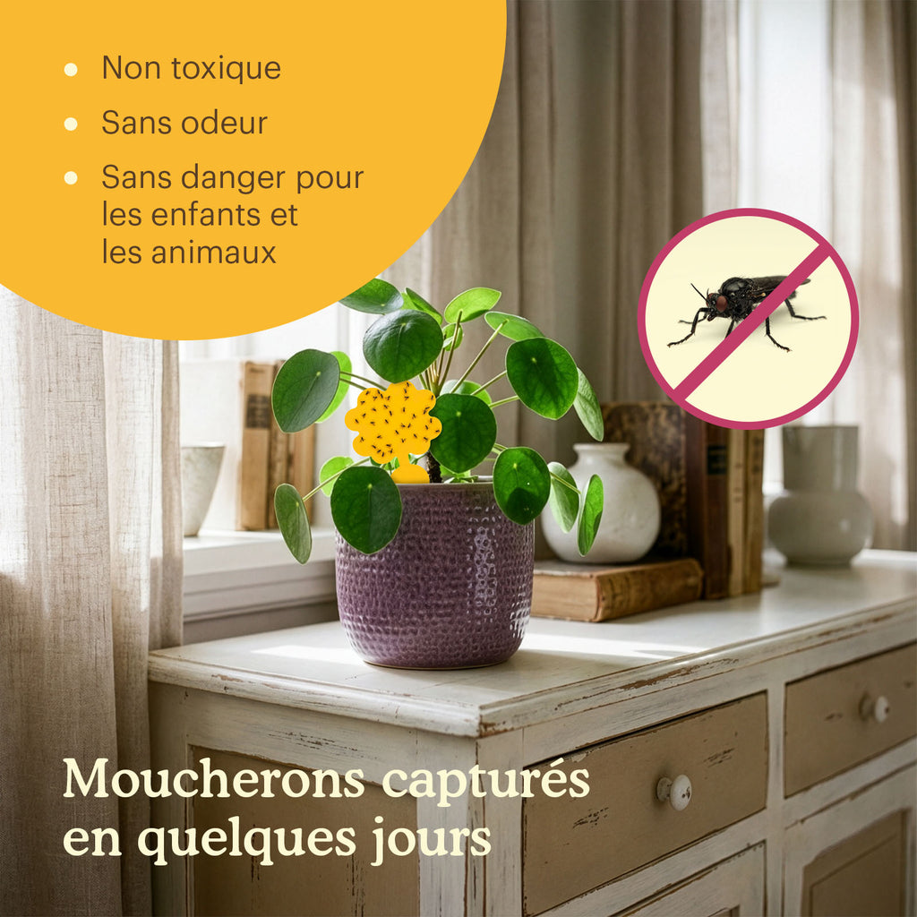 sticky-fly-traps-situation [fr]