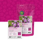 Lunaire annuelle – Lunaria annua