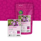 Lunaire annuelle – Lunaria annua