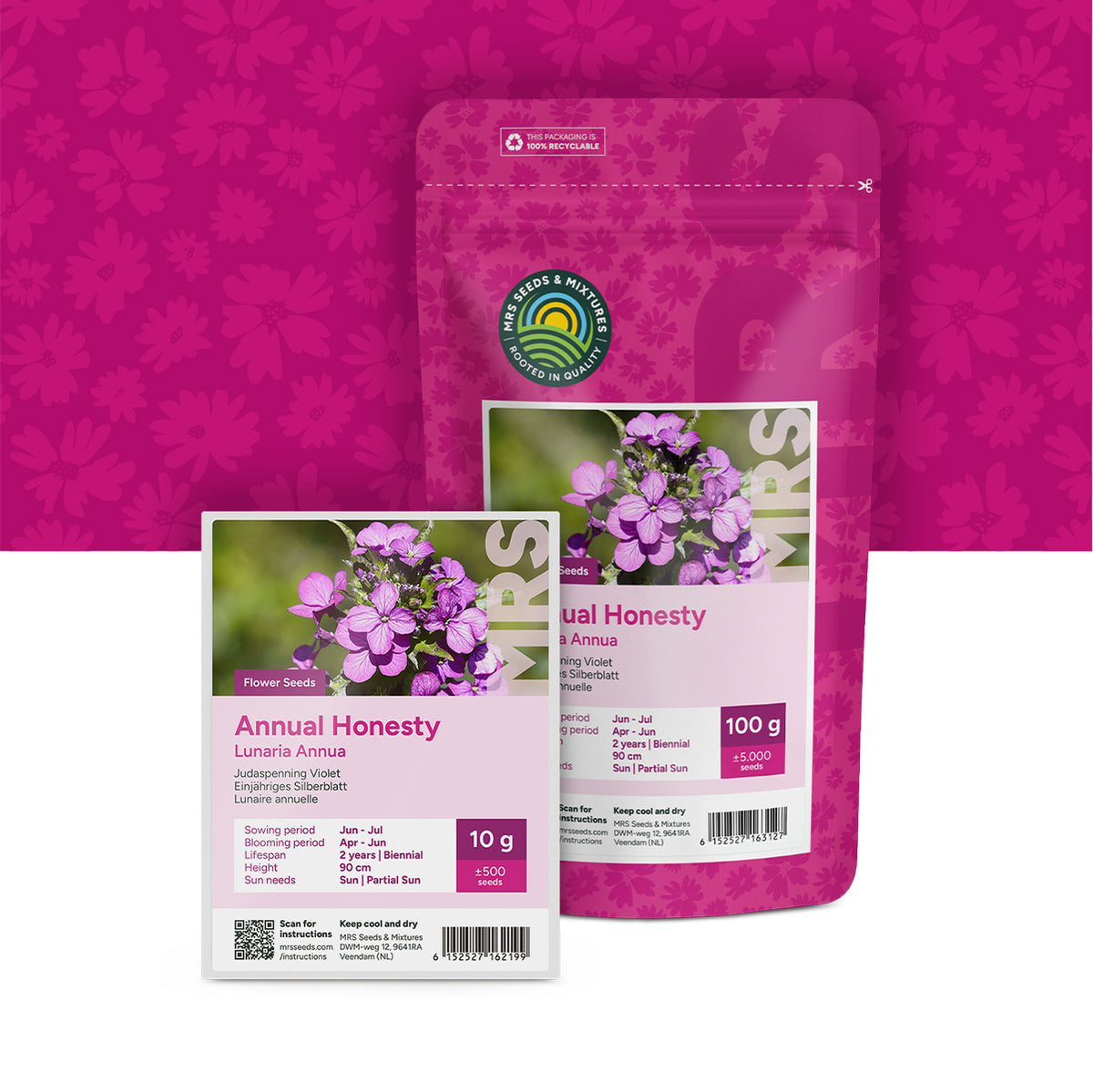 Lunaire annuelle – Lunaria annua