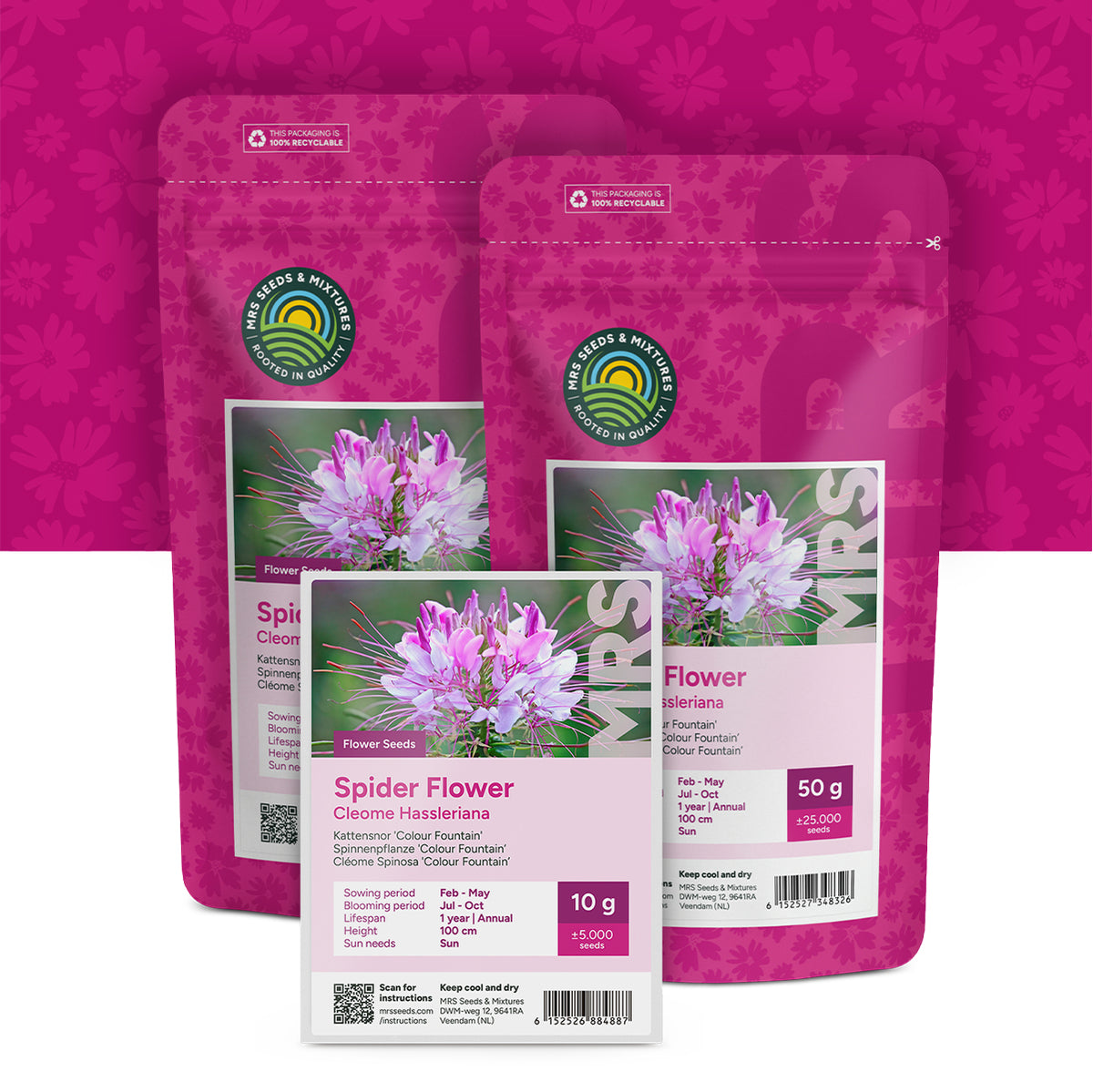 Cleome Spinosa 'Colour Fountain'