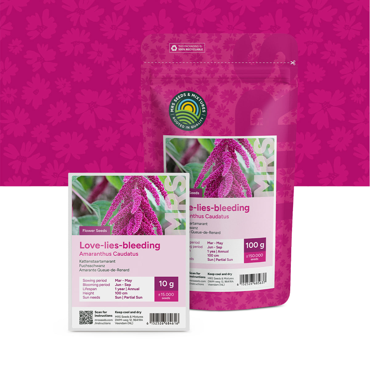 Amarante Queue-de-Renard – Amaranthus caudatus