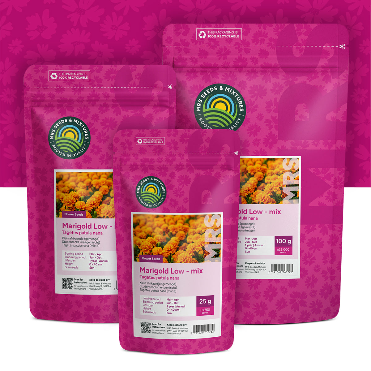 Tagetes patula nana – mixte
