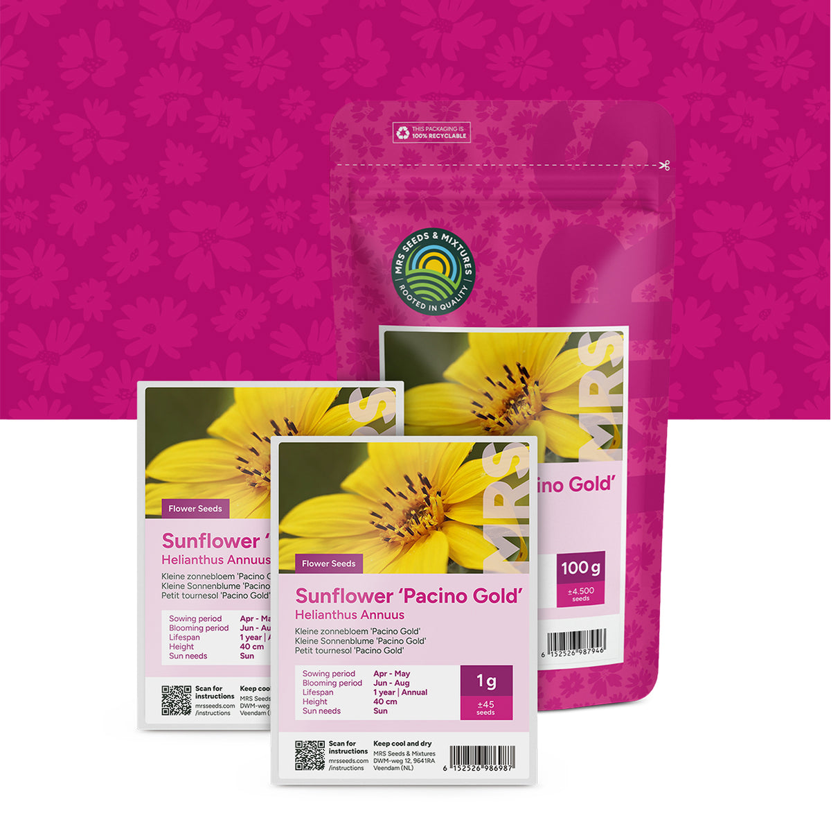 Petit Tournesol 'Pacino Gold'