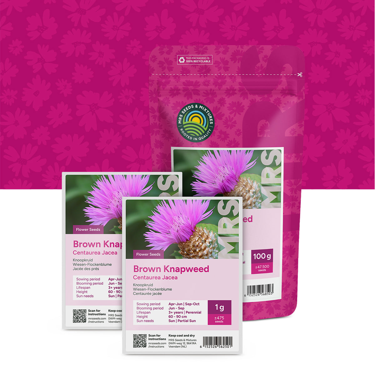 Centaurée jacée – Centaurea jacea