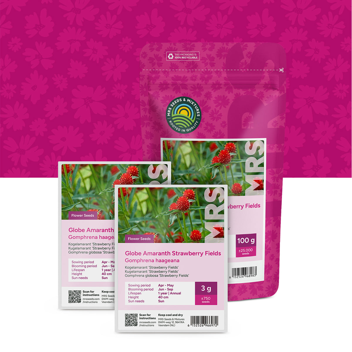 Gomphrena globosa – Gomphrena haageana
