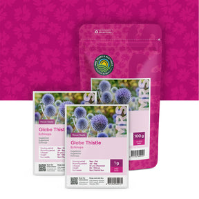 Echinops
