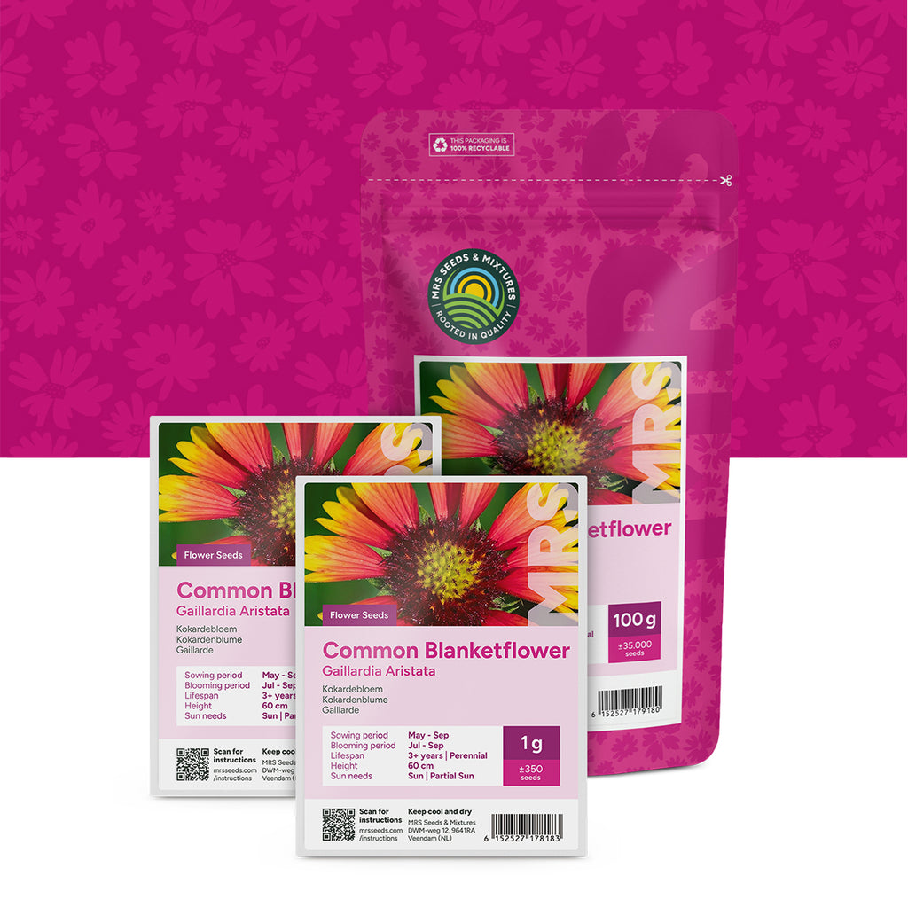 Gaillarde – Gaillardia aristata