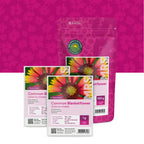 Gaillarde – Gaillardia aristata