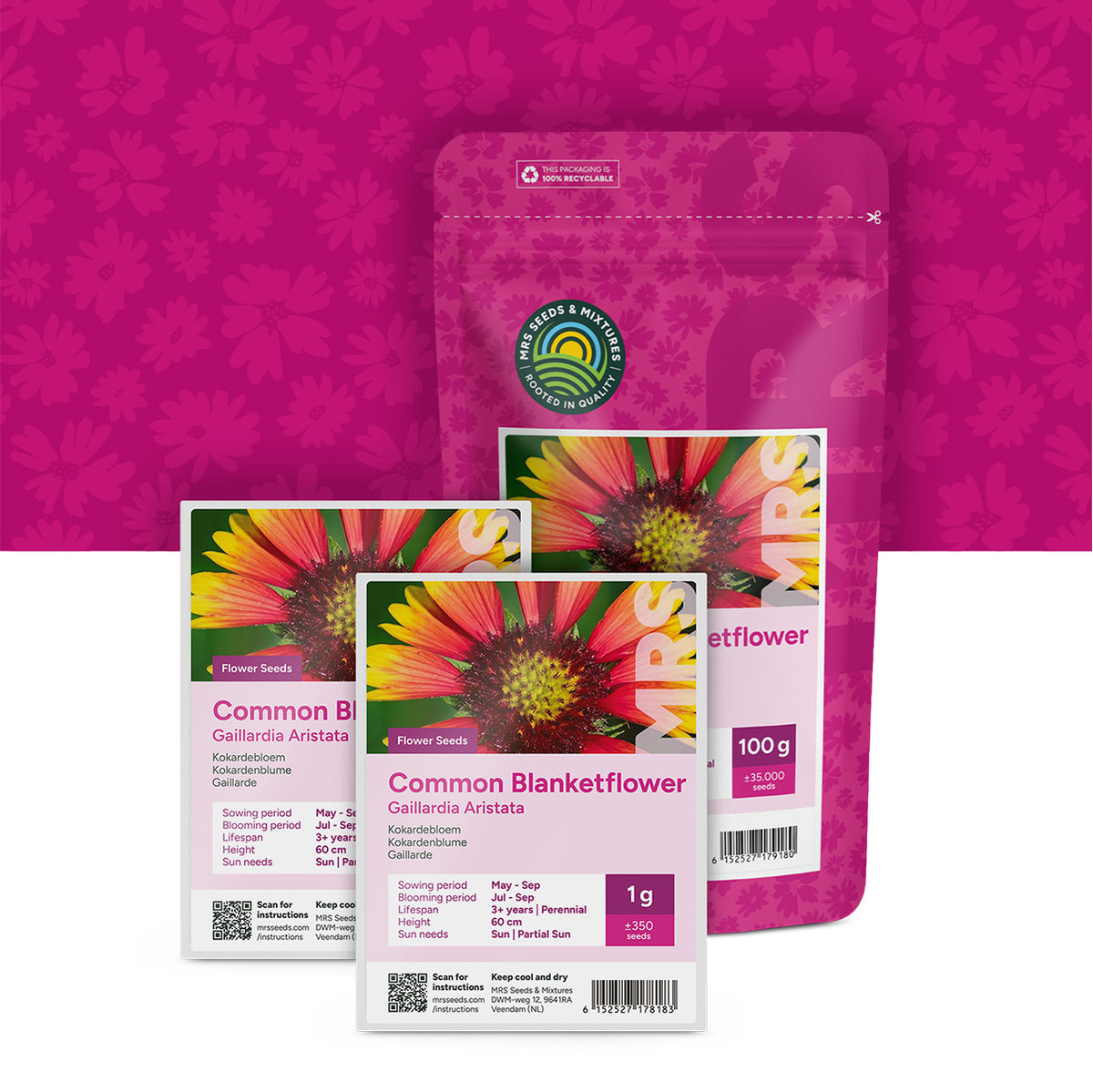 Gaillarde – Gaillardia aristata