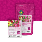 Mufliers – Antirrhinum