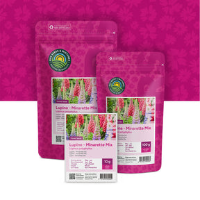 Lupin – Lupinus Minarette mix