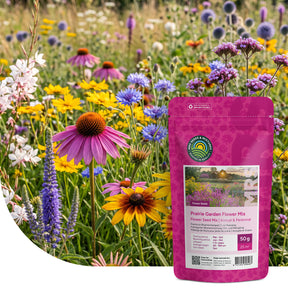 Mélange de fleurs pour jardin de prairie