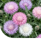 Bleuet d'empereur - Centaurea moschata imperialis