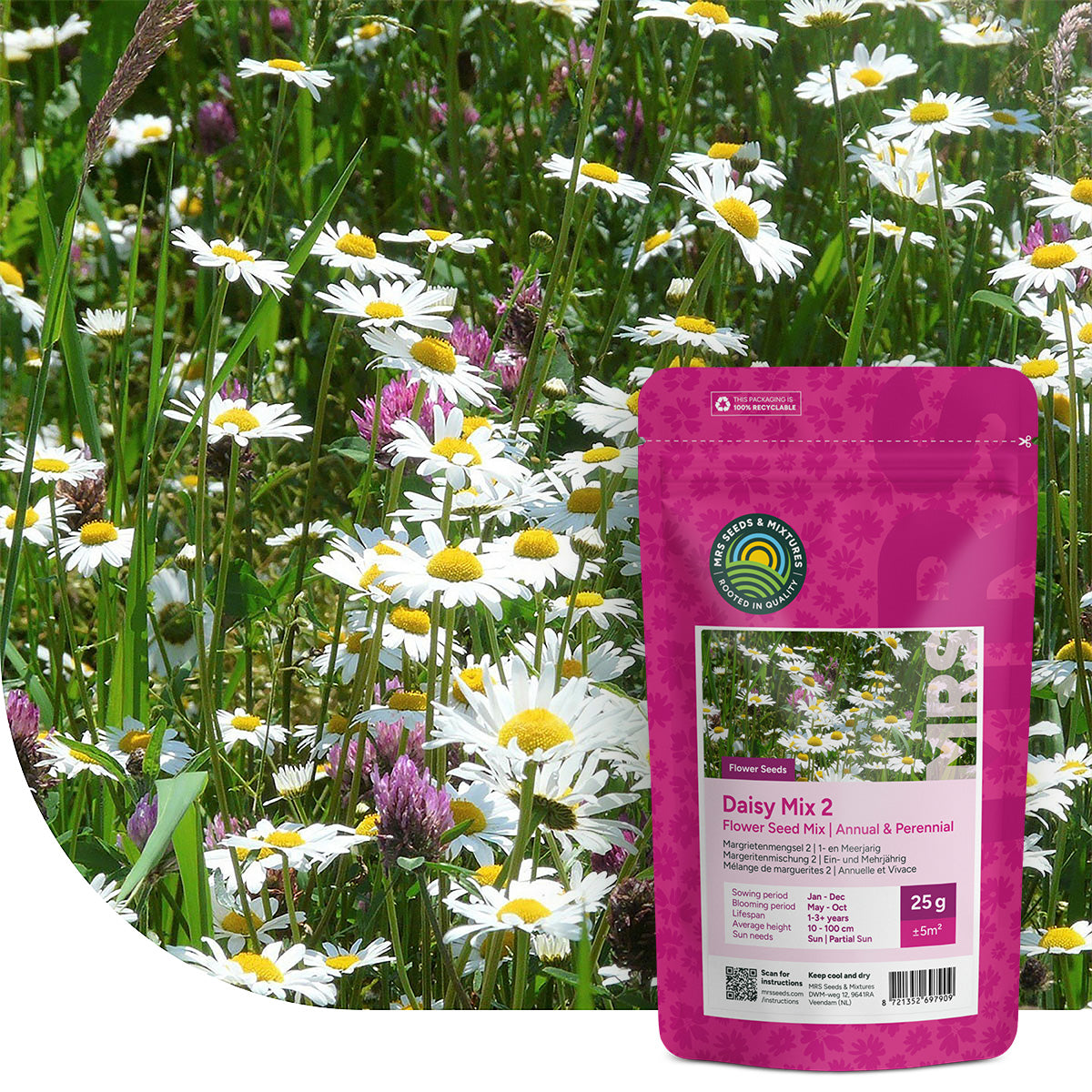 Mélange de leucanthemum 2 – indigène