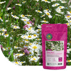 Mélange de leucanthemum 2 – indigène