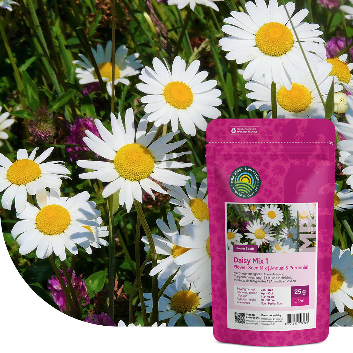 Mélange de marguerites 1 – Indigène