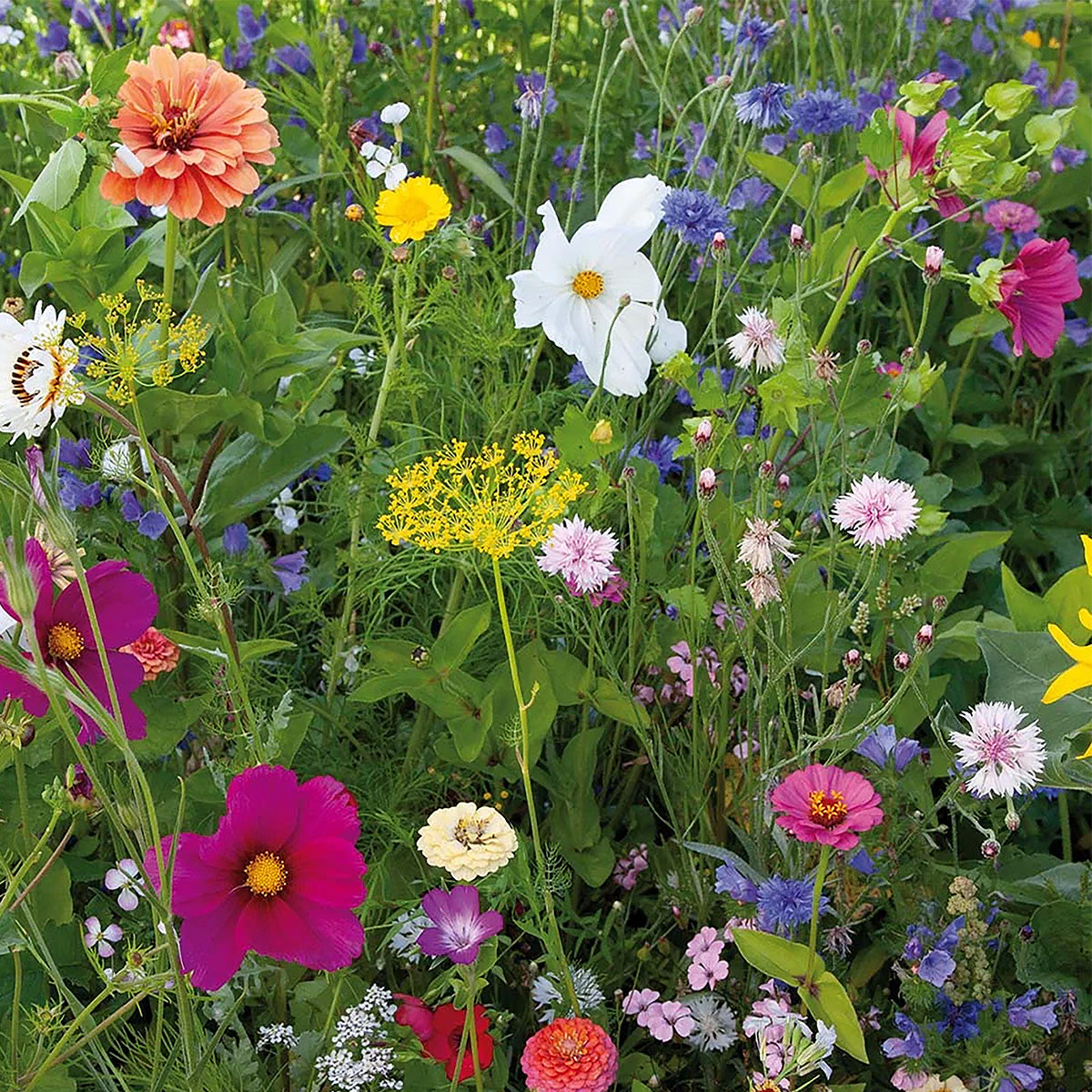 Mélange de fleurs d'été annuel