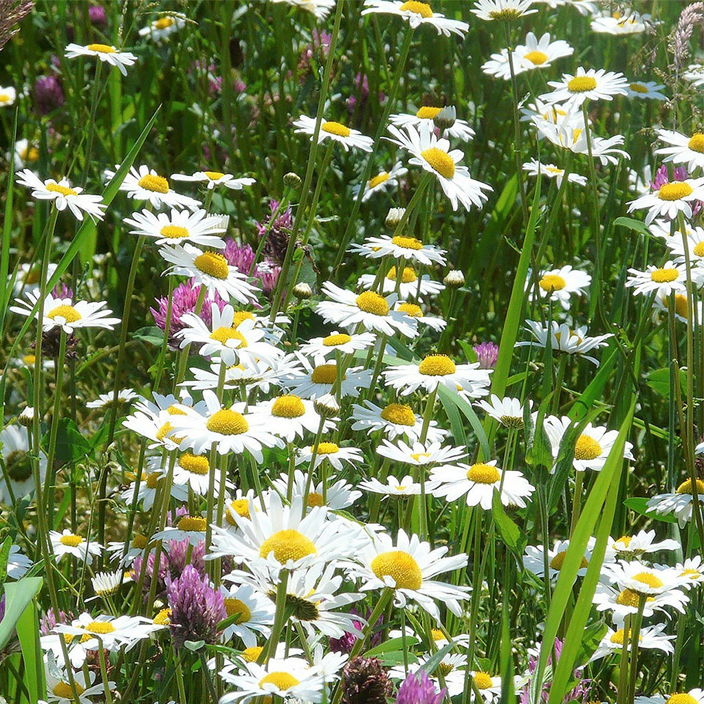Mélange de leucanthemum 2 – indigène