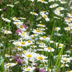 Mélange de leucanthemum 2 – indigène