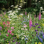 Mélange de fleurs d'ombre indigènes – vivaces