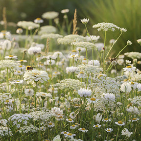 Mélange de fleurs sauvages blanches – 14 espèces