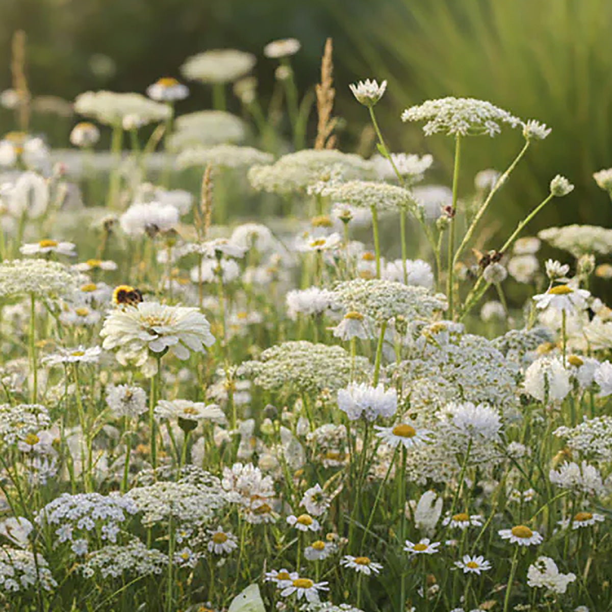 Mélange de fleurs sauvages blanches – 14 espèces