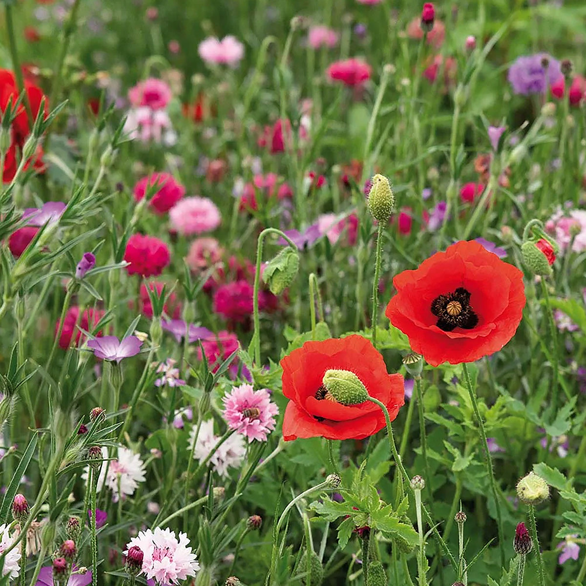 Fleurs d'été – Mélange de tons roses et rouges