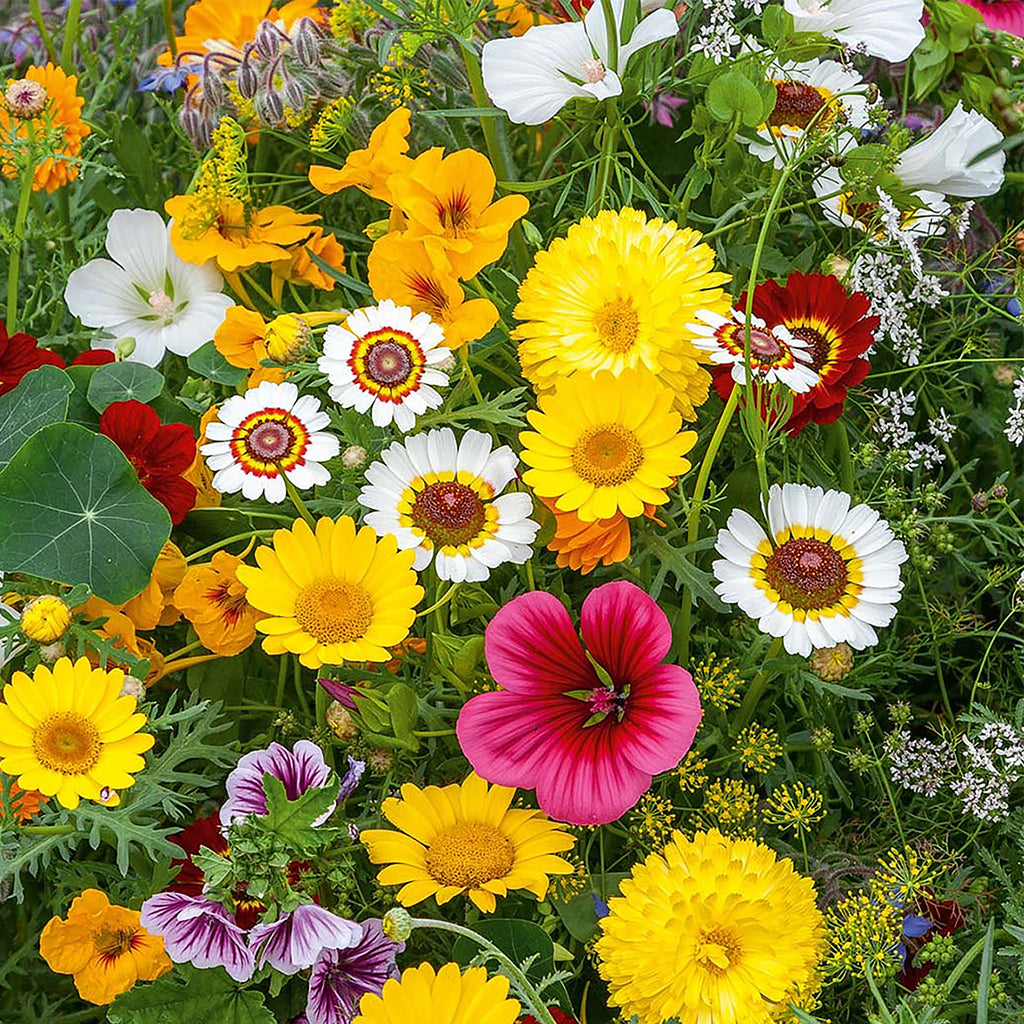 Mélange de fleurs comestibles