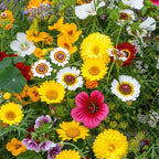 Mélange de fleurs comestibles