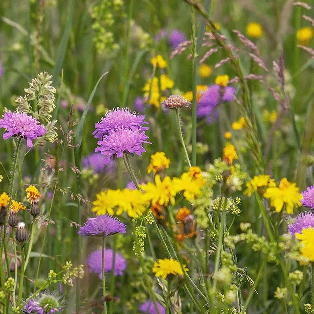 Type M4 – Mélange de fleurs de prairie basse