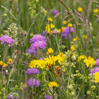 Type M4 – Mélange de fleurs de prairie basse